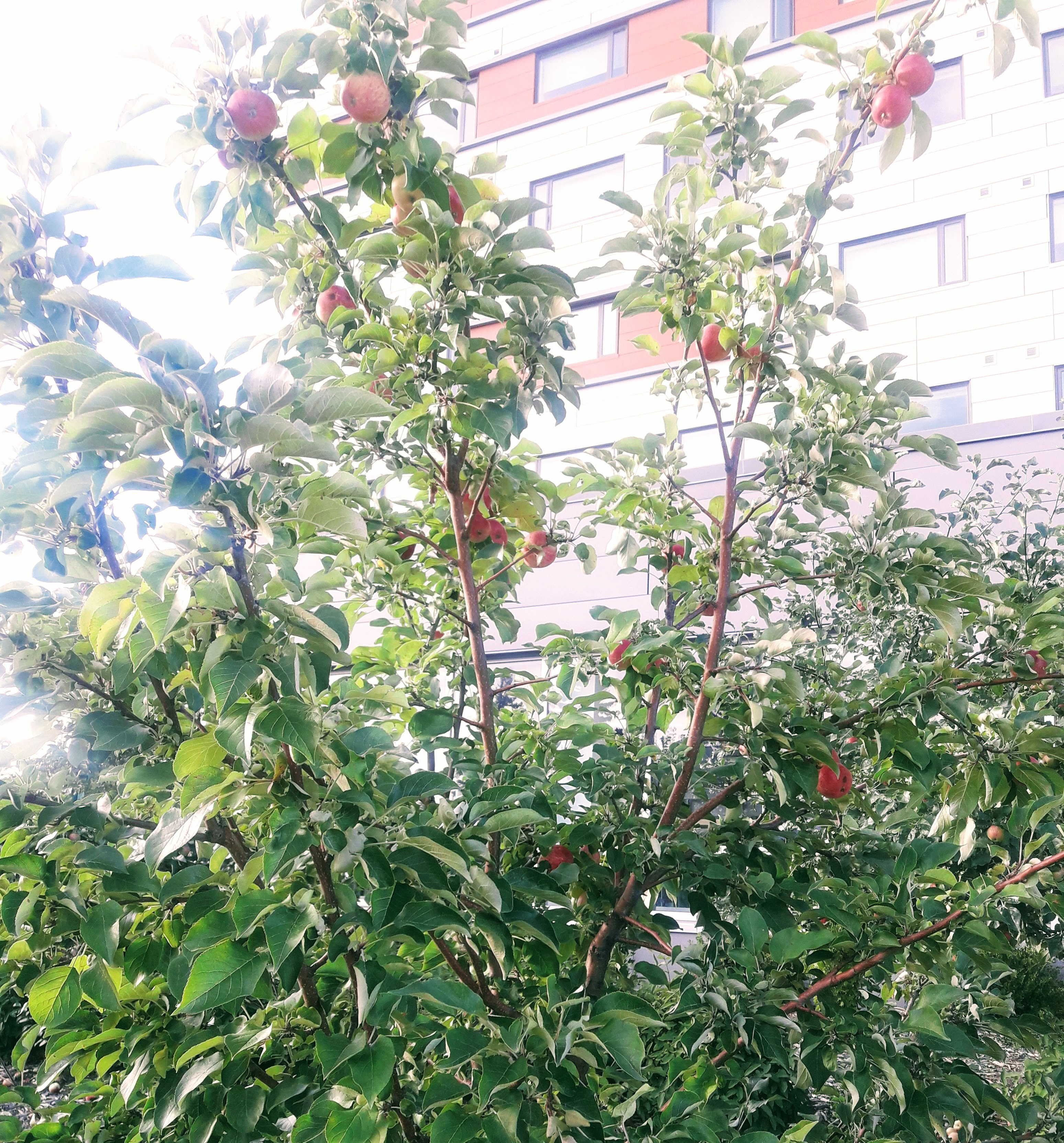 Apple Tree