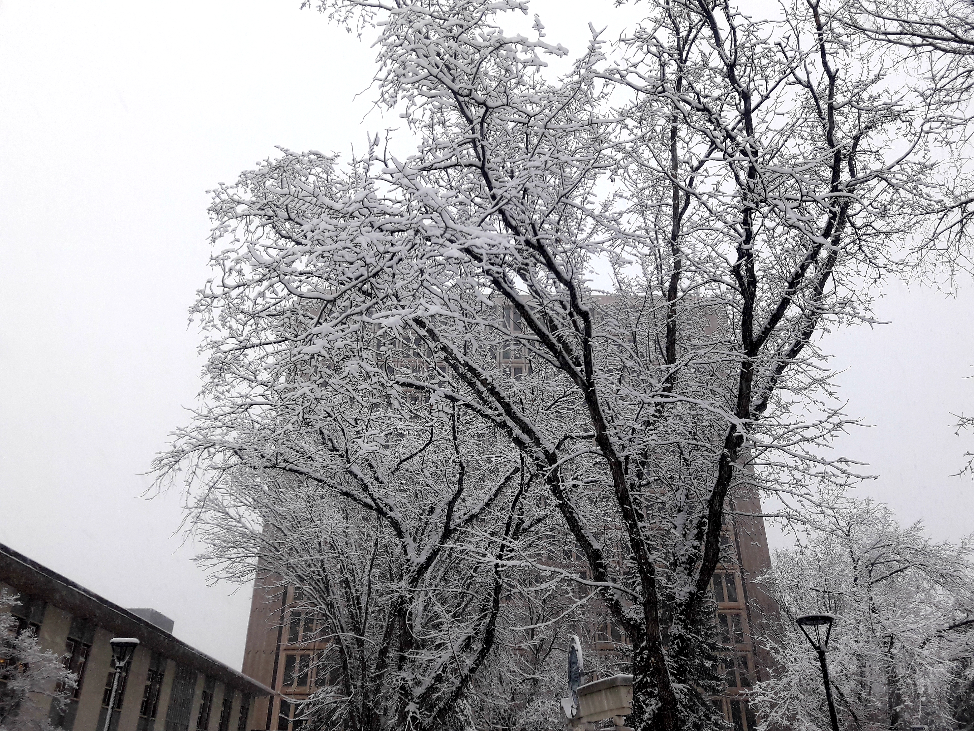 Winter Delight of Trees